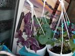 Planten ( kleine prijs weggeven, Ophalen, Zomer, Overige soorten, Volle zon