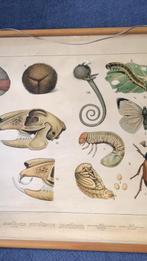 Schoolplaat, Antiek en Kunst, Antiek | Schoolplaten, Ophalen, Natuur en Biologie