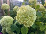Hortensia Strong Annabelle, Tuin en Terras, Planten | Struiken en Hagen, Ophalen of Verzenden, Hortensia, Minder dan 100 cm
