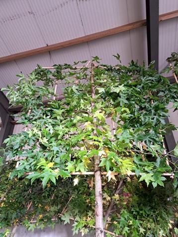 Liquidambar styraciflua , worplesdon leibomen in vele maten beschikbaar voor biedingen