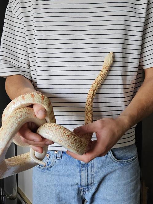 Met SPOED een Stierslang (Pituophis catenifer)+Terrarium, Dieren en Toebehoren, Reptielen en Amfibieën, Slang, 7 tot 10 jaar, Met terrarium