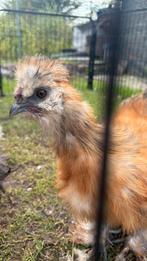 USA Zijdehoen haan. 12 weken, Dieren en Toebehoren, Pluimvee, Mannelijk, Kip