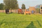Pensionstalling aangeboden, Dieren en Toebehoren, Weidegang, 1 paard of pony
