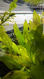 Baby guppies te koop, Dieren en Toebehoren