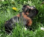 Mooie jonge cavia's, zeugjes van 6 weken, Dieren en Toebehoren, Knaagdieren, Vrouwelijk, Cavia, Na 1 juli 2024, Tam