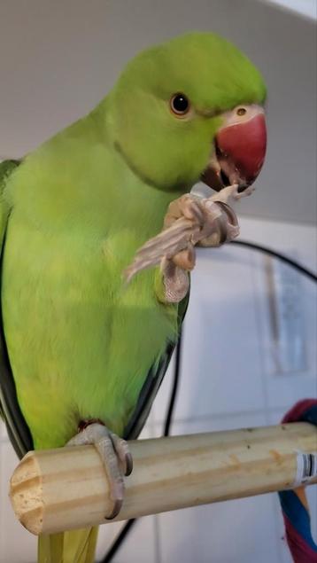 VERMIST Halsbandparkiet ZEIST  beschikbaar voor biedingen