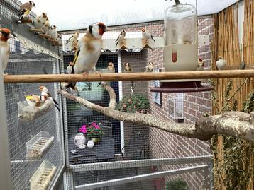 Te koop: 3 losse majoor putter mannen beschikbaar voor biedingen