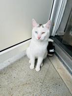 Europese kat mix with Turkish Angora, Kater