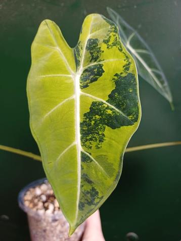 Alocasia frydek aurea variegata knolletjes beschikbaar voor biedingen