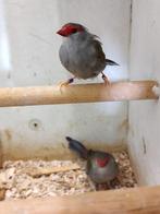 Tropische vogels: Veel keuze + goed advies, Dieren en Toebehoren, Meerdere dieren, Kleurkanarie