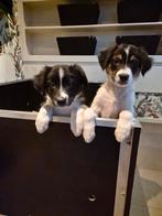 Border collie pups raszuiver ( mogen verhuizen ), Dieren en Toebehoren, CDV (hondenziekte), 8 tot 15 weken, Collie, Meerdere