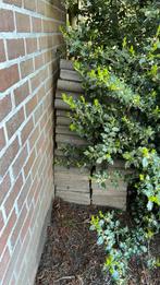 Gratis tegels ophalen!, Gebruikt, Ophalen of Verzenden, 10 m² of meer, Beton