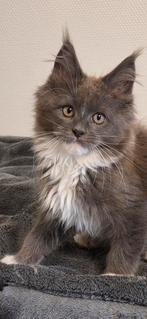 Maine coon kitten, Dieren en Toebehoren, Katten en Kittens | Raskatten | Langhaar, Kater, Gechipt, 0 tot 2 jaar