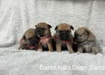 Prachtige RetroMops Puppy's, Pups, Dieren en Toebehoren, Overige rassen, CDV (hondenziekte), 8 tot 15 weken, Meerdere