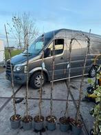 Parthenocissus hoog 200cm zeer mooie plat groeiende klimmer, Ophalen, Vaste plant, Halfschaduw, Klimplanten