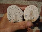 Araucaria mirabilis, fossilized pine cone, Ophalen of Verzenden, Fossiel