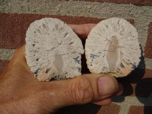 Araucaria mirabilis, fossilized pine cone, Verzamelen, Mineralen en Fossielen, Fossiel, Ophalen of Verzenden