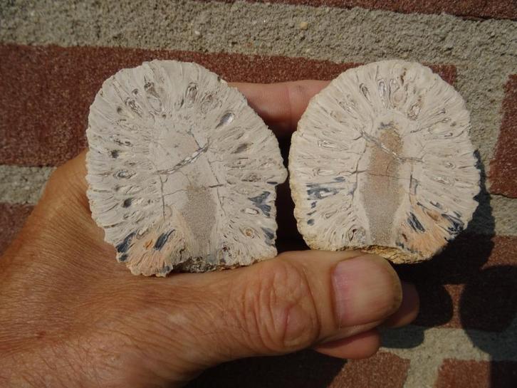 Araucaria mirabilis, fossilized pine cone, Verzamelen, Mineralen en Fossielen, Fossiel, Ophalen of Verzenden