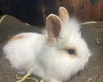 TE KOOP schattige babykonijntje!, Dieren en Toebehoren, Konijnen, Meerdere dieren, Dwerg