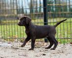 Labmaraner pups ( labrador x Weimaraner), Nederland, CDV (hondenziekte), 8 tot 15 weken, Meerdere