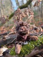 Yorkshire Terrier chocolade puppy, Teff, Yorkshire Terriër, Fokker | Hobbymatig, 8 tot 15 weken, Buitenland