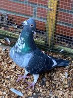 Ophalen gratis Doffer, Dieren en Toebehoren, Vogels | Duiven, Mannelijk, Kropper