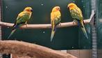 Zonparkiet, Meerdere dieren, Parkiet