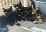 Lieve sociale kitten te koop, Dieren en Toebehoren, Katten en Kittens | Overige Katten, Poes, Kortharig, 0 tot 2 jaar
