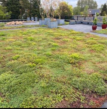 Groen dak maak het zelf met Cassetes of sedum Matten beschikbaar voor biedingen