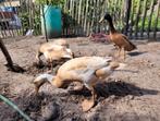 Loopeenden, Dieren en Toebehoren, Pluimvee, Meerdere dieren, Eend