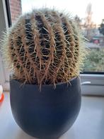 2 grote cactussen zonder pot, Ophalen, Cactus, Halfschaduw, Minder dan 100 cm
