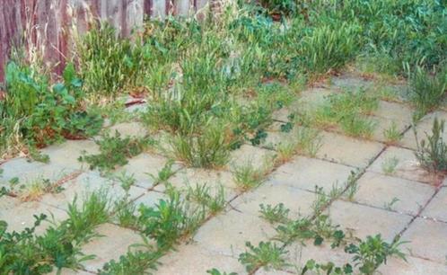 Tuinman omgeving lelystad, Diensten en Vakmensen, Tuinmannen en Stratenmakers