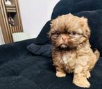 Shit-zu verkoop, Dieren en Toebehoren, Honden | Chihuahua's en Gezelschapshonden, Nederland, 15 weken tot 1 jaar, Rabiës (hondsdolheid)