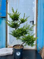 Ilex Grenata Bonsai, Tuin en Terras, Ophalen, Overige soorten, Minder dan 100 cm