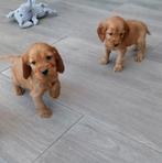 Mooie raszuivere Engelse Cocker Spaniël pups te koop, Nederland, CDV (hondenziekte), 8 tot 15 weken, Meerdere