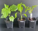 Biologische moestuin plantjes, Tuin en Terras, Zomer, Ophalen, Groenteplanten, Eenjarig