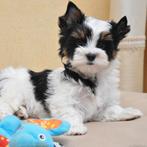 Biewer yorkshire terrier pups, Dieren en Toebehoren, Yorkshire Terriër, Reu, Meerdere, Nederland