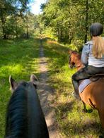 Verzorgpony/paard gezocht, verzorger aangeboden, Dieren en Toebehoren, Paarden en Pony's | Verzorgingsproducten, Ophalen of Verzenden