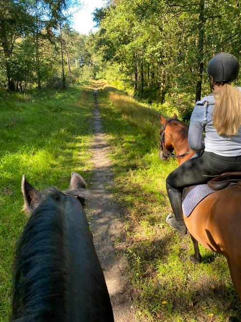 Verzorgpony/paard gezocht, verzorger aangeboden, Dieren en Toebehoren, Paarden en Pony's | Verzorgingsproducten, Ophalen of Verzenden