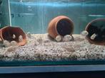 Jack Dempsey Cichliden, Rocio Octofasciata, Vis, Zoetwatervis
