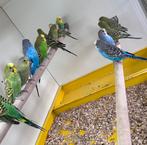 Grasparkieten, Dieren en Toebehoren, Vogels | Parkieten en Papegaaien, Meerdere dieren, Parkiet