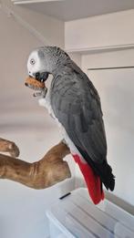 Grijze roodstaart papegaai 5,5 jaar oud, Mannelijk, Papegaai, Tam