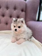 Pomsky puppys🐾 7 weken oud, Rabiës (hondsdolheid), 8 tot 15 weken, Poolhond, Meerdere