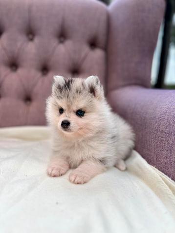 Pomsky puppys🐾 7 weken oud beschikbaar voor biedingen