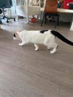 Kat en poes, Meerdere dieren, Kortharig, 0 tot 2 jaar