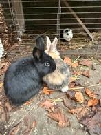6 vtouwtjes konijnen, Dieren en Toebehoren, Konijnen