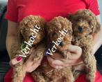 Toy/dwergpoedel pups, Dieren en Toebehoren, Poedel, Reu, CDV (hondenziekte), 8 tot 15 weken