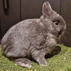 Kleurdwerg blauw, Dieren en Toebehoren, Konijnen, Mannelijk, Dwerg, 0 tot 2 jaar