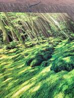 Wanddoek Print Boslandschap Groot Formaat, Ophalen, 125 cm of meer, 75 cm of meer, Print