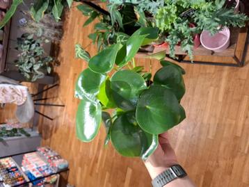 Peperomia Raindrop beschikbaar voor biedingen